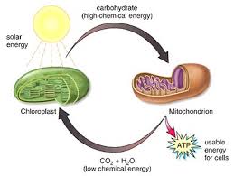 chloroplast and mitochondria